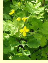  , , ,  ,   (Chelidonium majus L.)